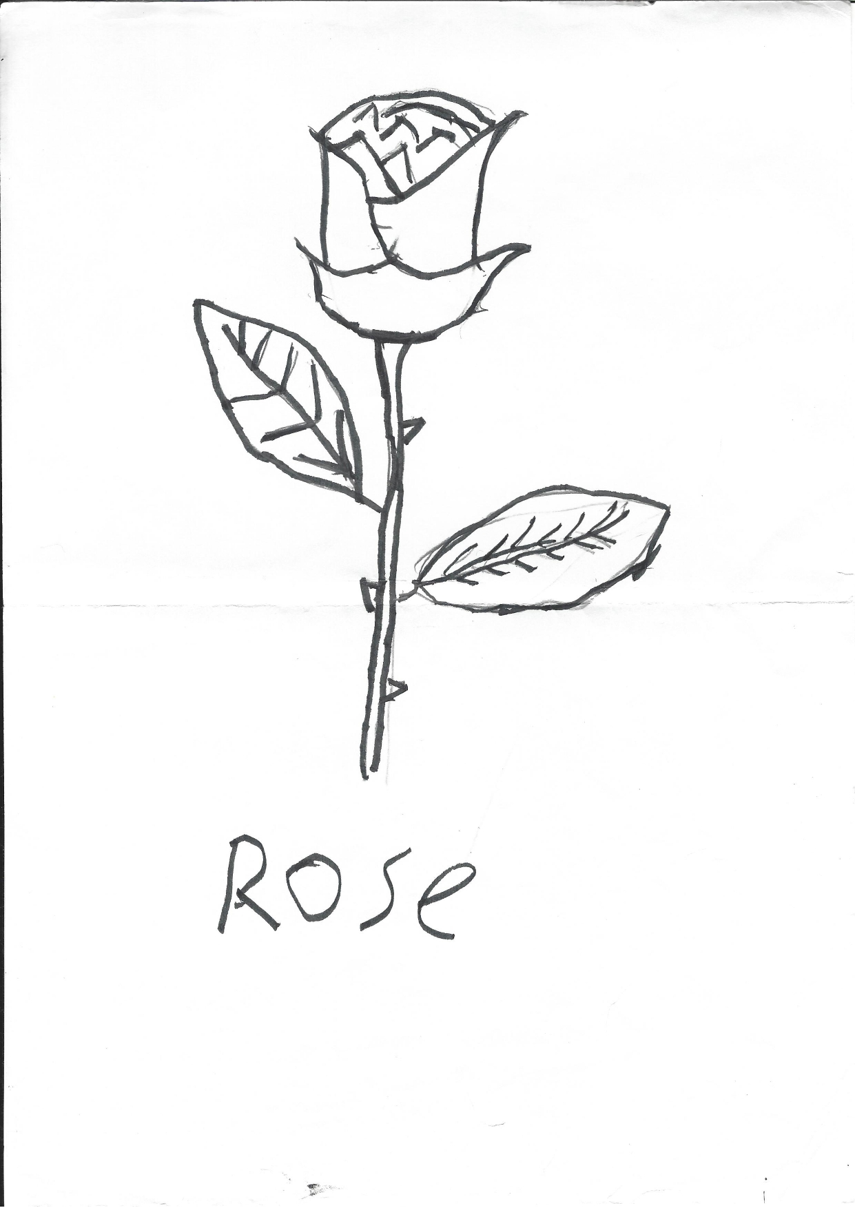 Another Rose | 2012~