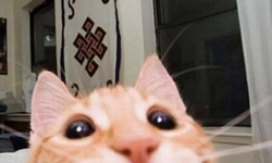 Featured image of post Meow Meow Land Bot