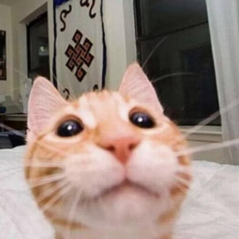 Featured image of post Meow Meow Land Bot