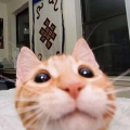 Meow Meow Land Bot